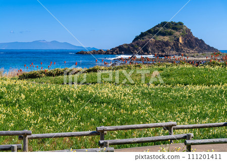 Tsumekizaki where Shimoda Blue and daffodils bloom Tsumekizaki where Shimoda Blue and daffodils bloom 111201411