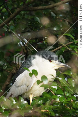 Great blue heron 111201469