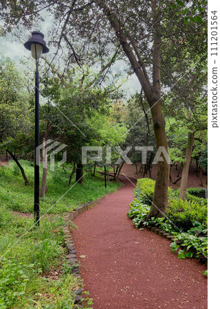 Winding path leads through green forest with lush tall trees on either side with sun light shining through the trees Winding path leads through green forest with lush tall trees on either side with sun light shining through the trees 111201564