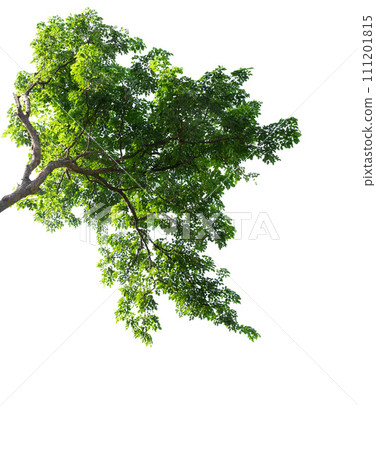 Green foliage and branch of tree isolated on white background 111201815