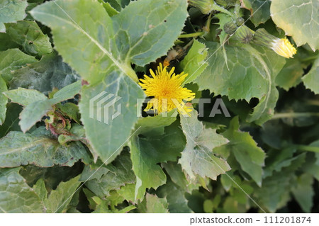 Yellow staghorn flowers blooming in the field in early spring Yellow staghorn flowers blooming in the field in early spring 111201874
