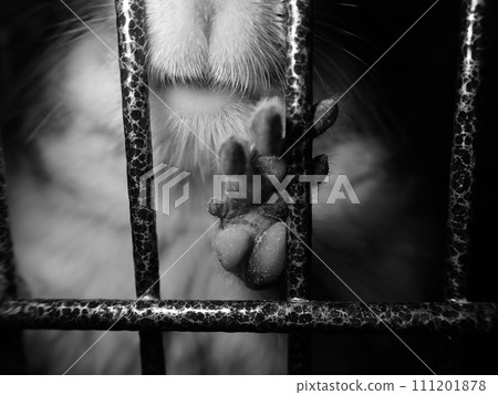 Chinchilla arrested (rodent) monochrome 111201878