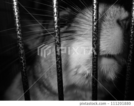 Chinchilla arrested (rodent) monochrome 111201880