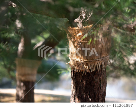 Winter Japanese garden: pine trees and sumaki Winter Japanese garden: pine trees and sumaki 111201897