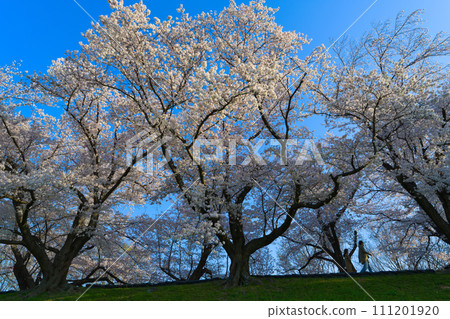 [Kyoto Prefecture] March: Cherry blossoms in Yodogawa River Park Sewaritei area 111201920