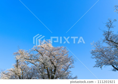 [京都府]3月：淀川河濱公園瀨割亭地區櫻花盛開 111201921