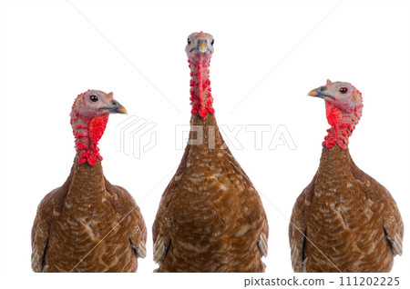 portraits red bourbon turkeys isolated on a white background 111202225