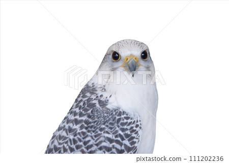 falco rusticolus isolated on white background 111202236