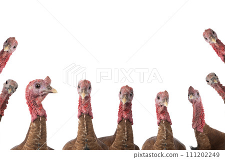 portraits red bourbon turkeys isolated on a white background 111202249