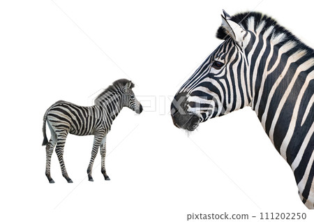 baby and zebra isolated on white background baby and zebra isolated on white background 111202250