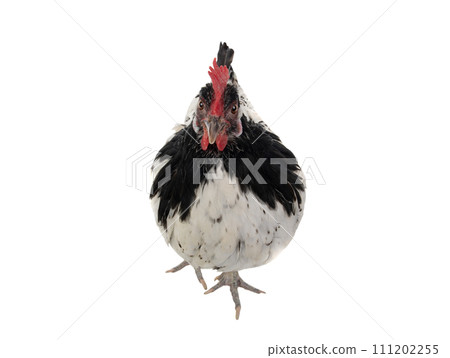 chicken lakenfelder isolated on a white background chicken lakenfelder isolated on a white background 111202255