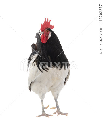 rooster lakenfelder isolated on a white background rooster lakenfelder isolated on a white background 111202257
