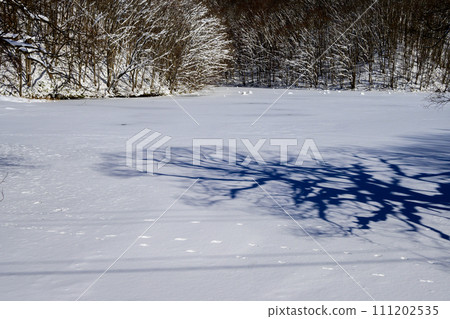 被雪覆蓋的馬澤沼澤 被雪覆蓋的馬澤沼澤 111202535