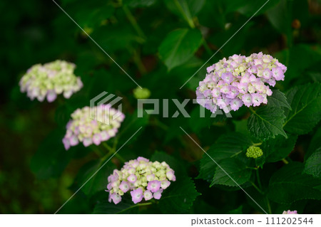 雨季的繡球花盛開 雨季的繡球花盛開 111202544