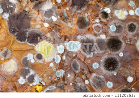 Fluffy spores mold as a background or texture. Colorful abstract background from moldy fungus. Fluffy spores mold as a background or texture. Colorful abstract background from moldy fungus. 111202632