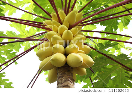 Yellow  papayas on papaya tree. 111202633