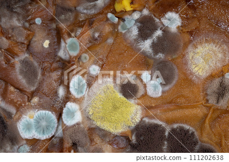 Fluffy spores mold as a background or texture. Colorful abstract background from moldy fungus. 111202638
