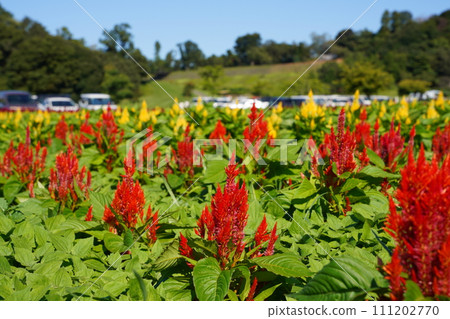 紅色雞冠花盛開的領域 紅色雞冠花盛開的領域 111202770