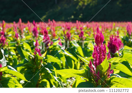 紅色雞冠花盛開的領域 紅色雞冠花盛開的領域 111202772