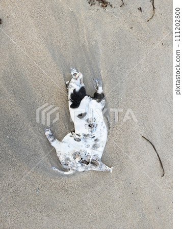 Dead badger washed up on Narin Strand in County Dnegal, Ireland 111202800