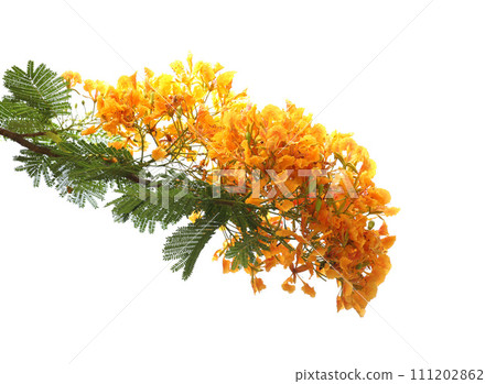 Poinciana regia or Delonix regia flowers isolated on white background. Poinciana regia or Delonix regia flowers isolated on white background. 111202862