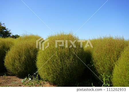 Summer Kokia 111202933