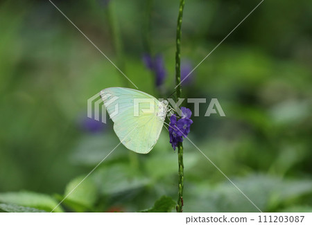 mall yellow butterfly on violet flower with blurred background mall yellow butterfly on violet flower with blurred background 111203087