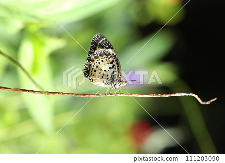 Leopard Lacewing butterfly on red flower with green  bokeh background 111203090
