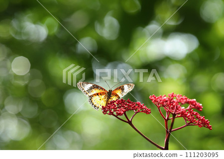 Leopard Lacewing butterfly on red flower with green  bokeh background 111203095
