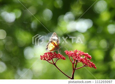 Leopard Lacewing butterfly on red flower with green bokeh background Leopard Lacewing butterfly on red flower with green bokeh background 111203097