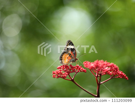 Leopard Lacewing butterfly on red flower with green  bokeh background 111203099