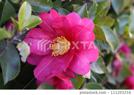 粉紅色的山茶花在冬季花園中綻放 粉紅色的山茶花在冬季花園中綻放 111203258