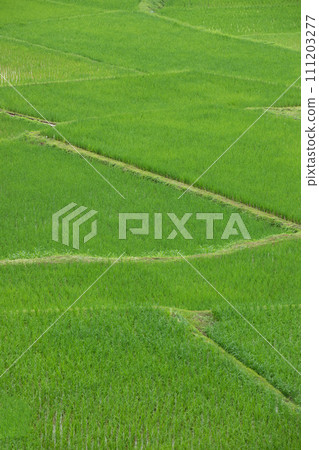 Top view of terrace rice field at Nan province, Thaoland. Top view of terrace rice field at Nan province, Thaoland. 111203277