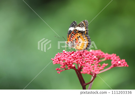 Leopard Lacewing butterfly on red flower with green background Leopard Lacewing butterfly on red flower with green background 111203336