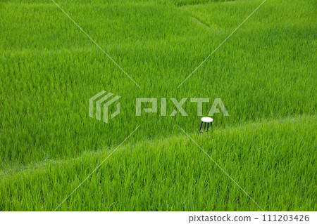 White chair among green rice field White chair among green rice field 111203426