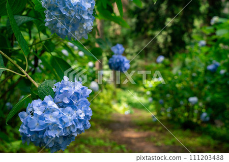 藍色繡球花路 111203488