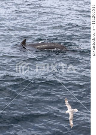A seagull flies over a surfacing pilot whale, a harmonious scene of avian and marine life 111203513
