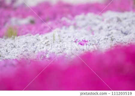 Pink moss phlox that spreads all over Pink moss phlox that spreads all over 111203519