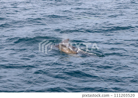 Ocean folds like origami around mother, calf pilot whale in Norway's pure, textured waters Ocean folds like origami around mother, calf pilot whale in Norway's pure, textured waters 111203520