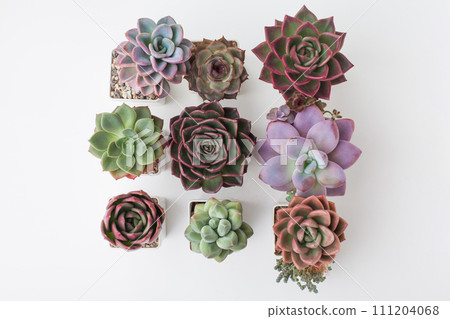 Colorful Echeveria, Pachyphytum and Sedum set on white background, top view 111204068