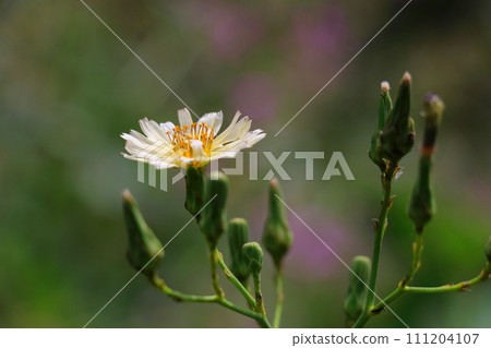 Golden poppy blooming in the autumn field Golden poppy blooming in the autumn field 111204107