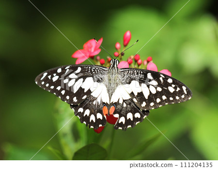 Lime butterfly or Lemon butterfly (Papilio demoleus) with green leaves background. 111204135