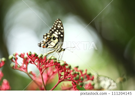 Lime butterfly or Lemon butterfly (Papilio demoleus) sucking nectar from flowers. Lime butterfly or Lemon butterfly (Papilio demoleus) sucking nectar from flowers. 111204145