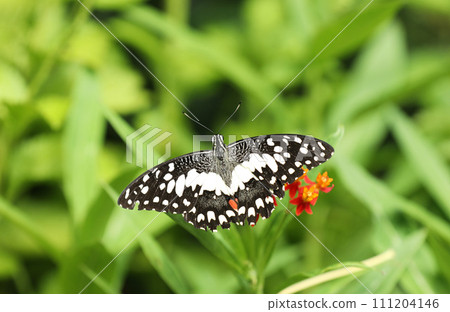Lime butterfly or Lemon butterfly (Papilio demoleus) with green leaves background. Lime butterfly or Lemon butterfly (Papilio demoleus) with green leaves background. 111204146
