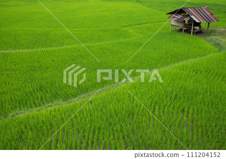 Top view of terrace rice field with old hut at Nan province, northern of Thaoland. 111204152