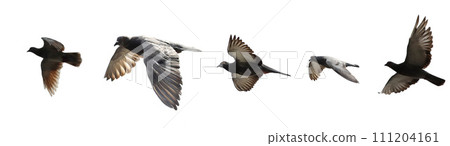 Pigeon flying isolated on white background. 111204161