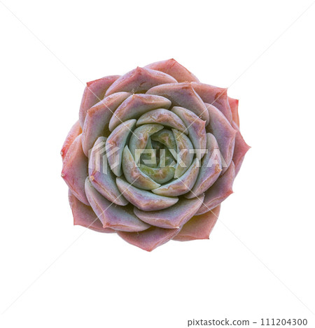 Echeveria Amazing Grace flower rosette isolated on white background top view Echeveria Amazing Grace flower rosette isolated on white background top view 111204300