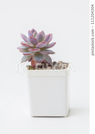 Succulent Echeveria Trumso flower houseplant in white plastic pot, colorful rosette Succulent Echeveria Trumso flower houseplant in white plastic pot, colorful rosette 111204304