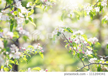 Blooming cherry blossom. Spring flower in garden. 111204341