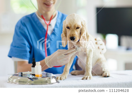 Vet examining dog. Puppy at veterinarian doctor. Vet examining dog. Puppy at veterinarian doctor. 111204628